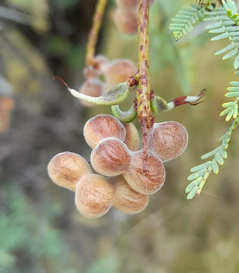 Prosopis torquata fruit