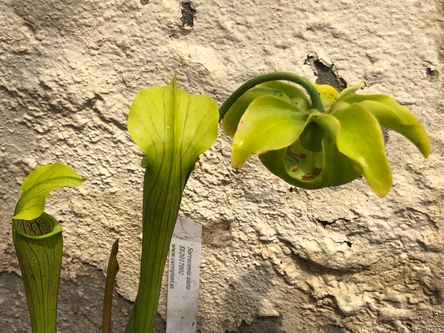 Sarracenia alata