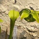 Sarracenia alata
