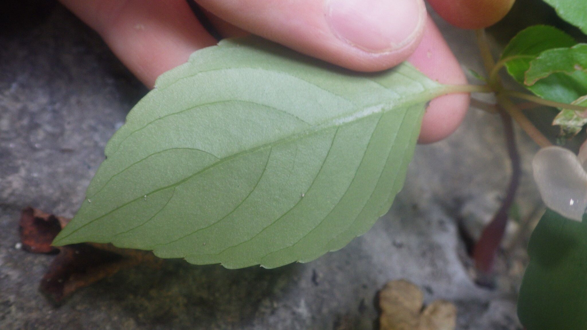 Impatiens barthlottii — houseplant care guide