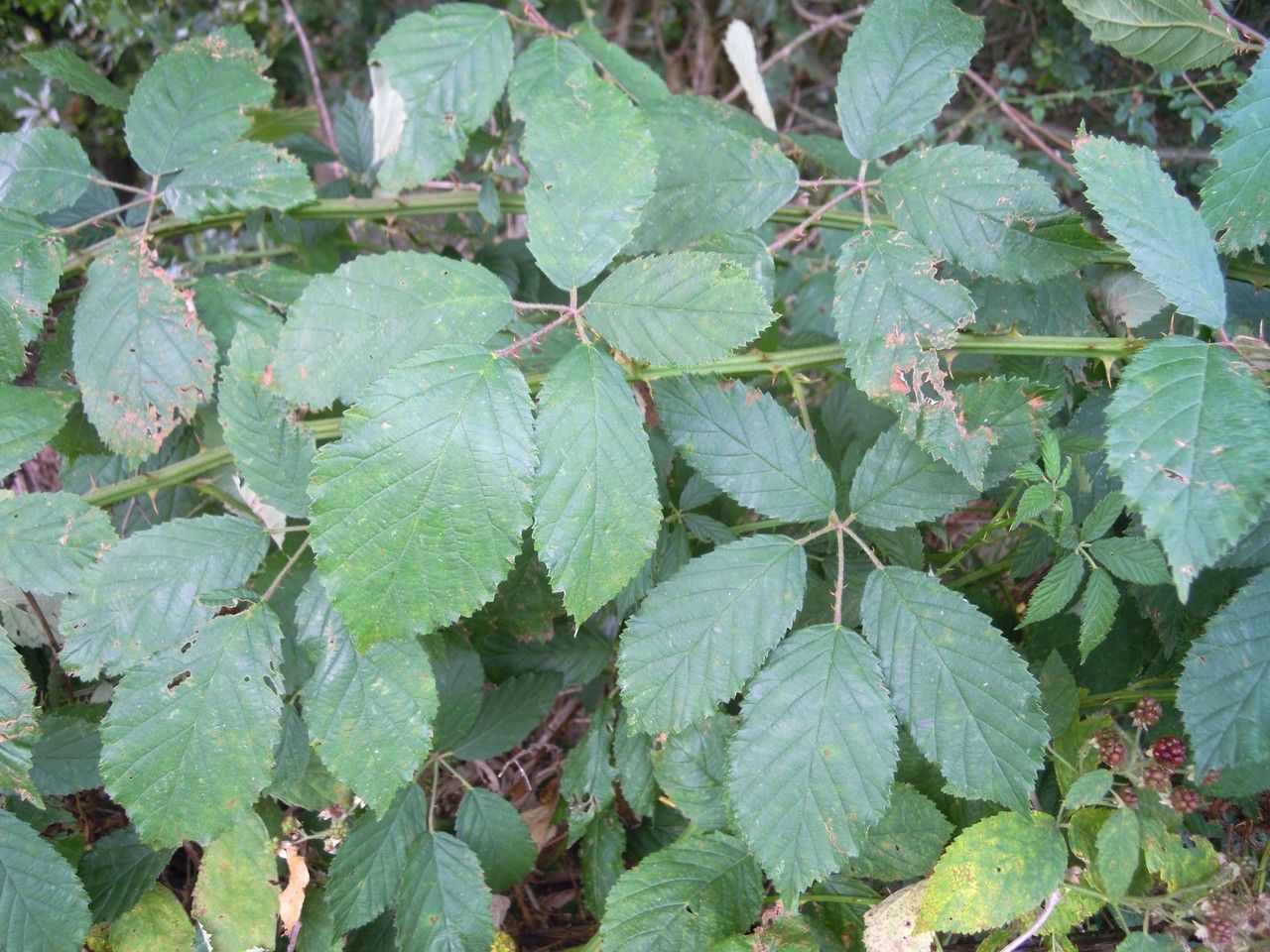 Rubus goniophorus other