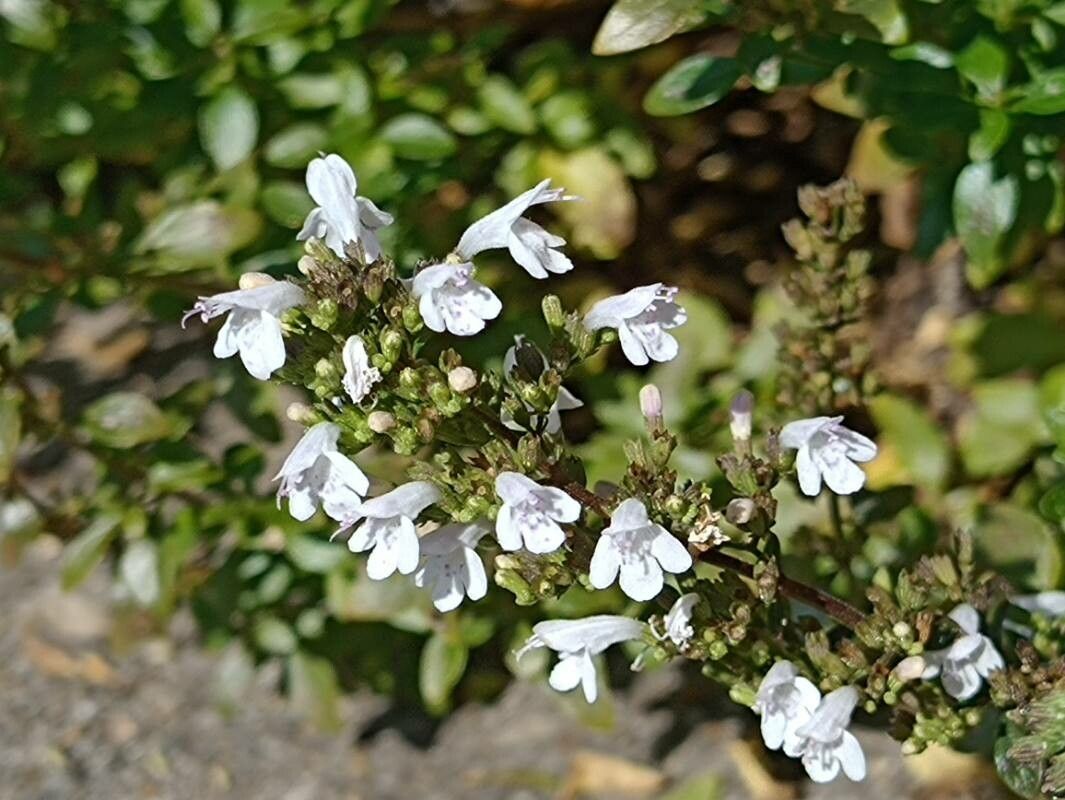 Clinopodium album flower