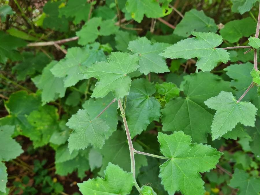 Hibiscus vitifolius — search result for 'Hibiscus'