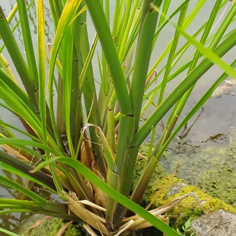 Zizania latifolia — related species from the same genus