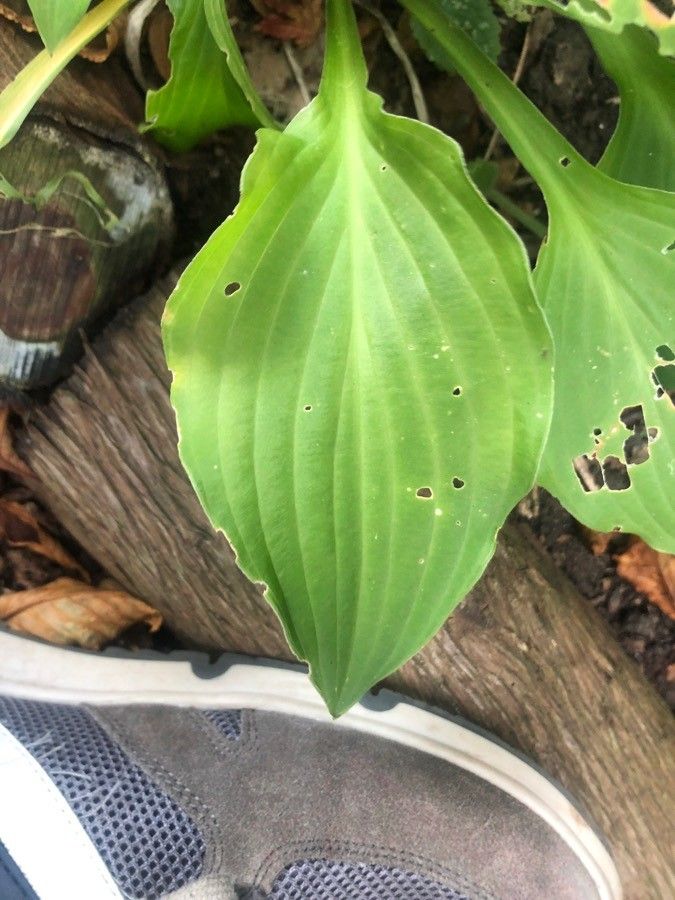 Hosta rectifolia — search result for 'Hosta'