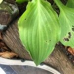 Hosta rectifolia