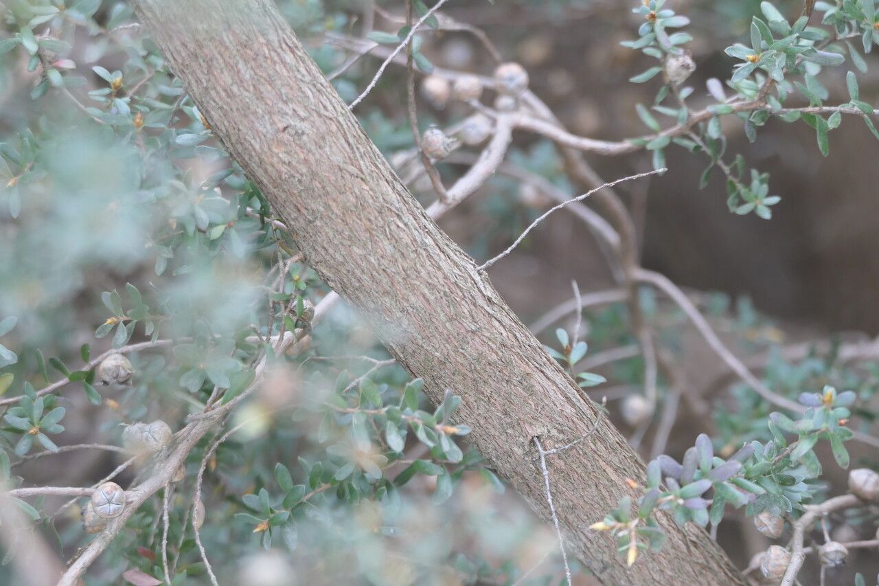 Leptospermum lanigerum bark