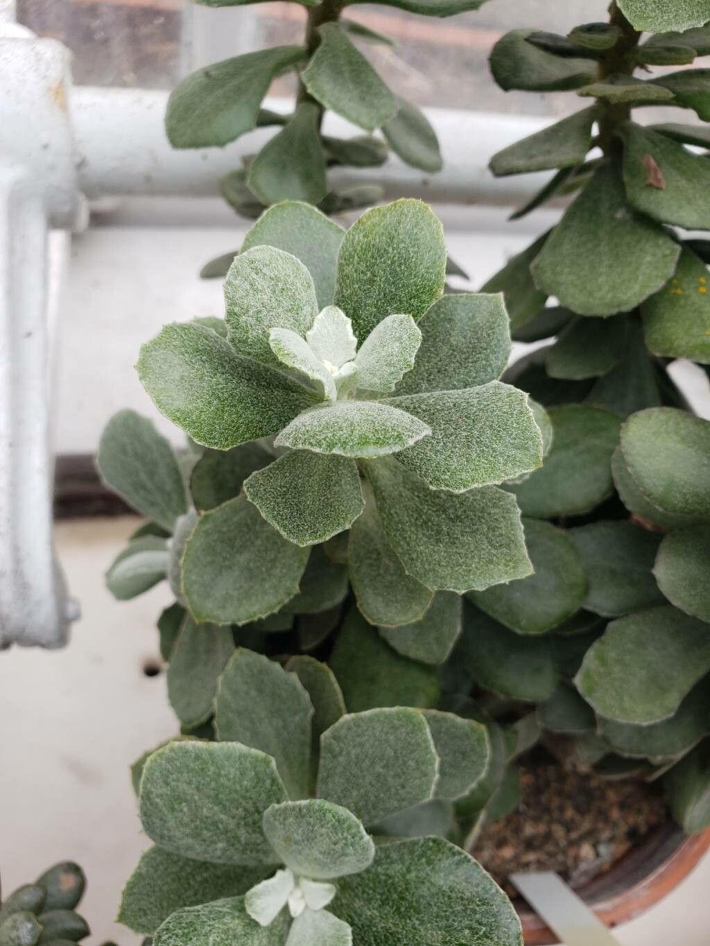 Caputia medley-woodii — related species from the same genus