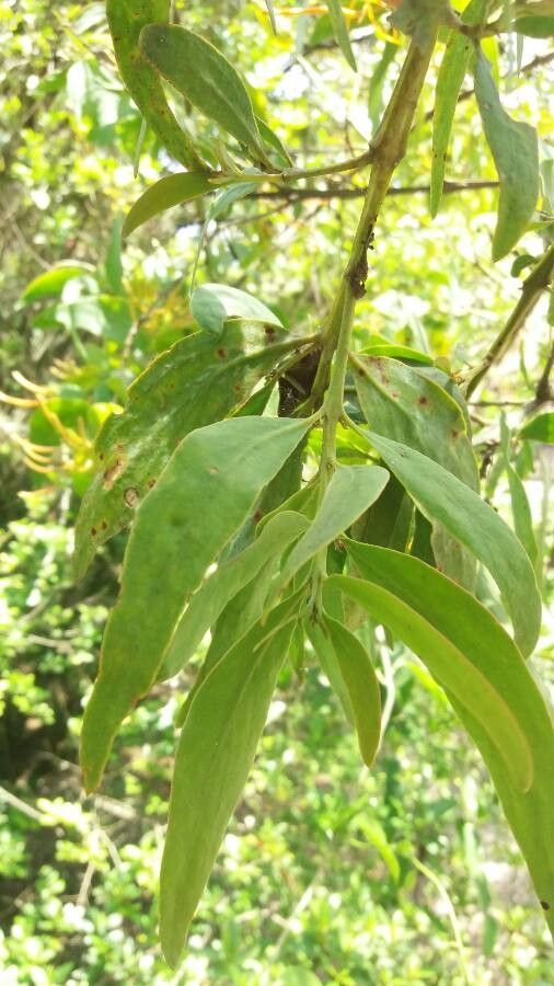 Psittacanthus rhynchanthus leaf