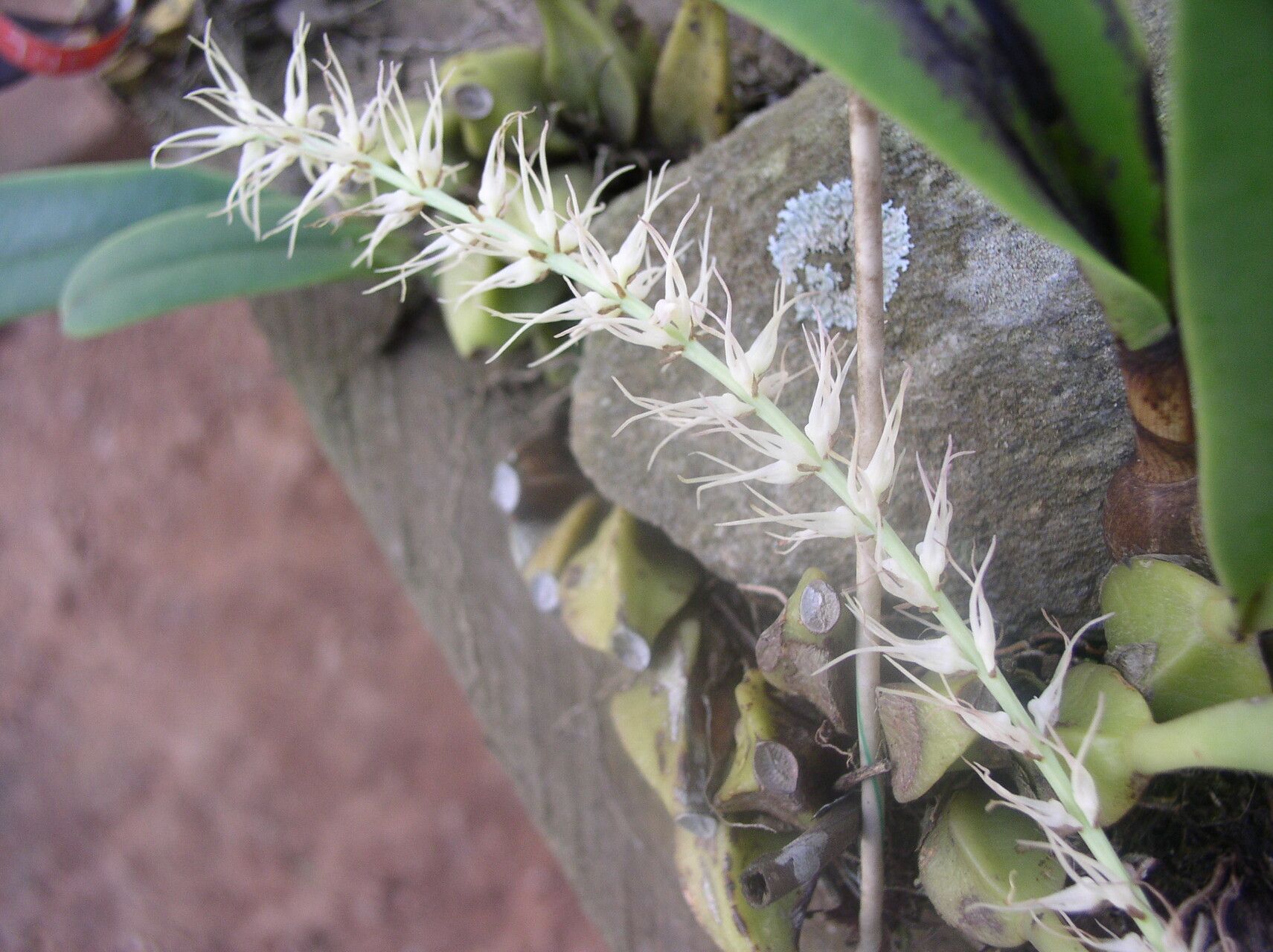 Bulbophyllum cocoinum flower