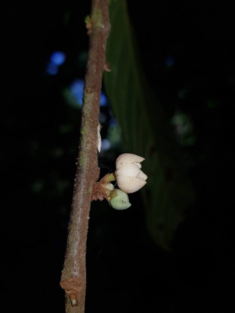 Unonopsis theobromifolia flower