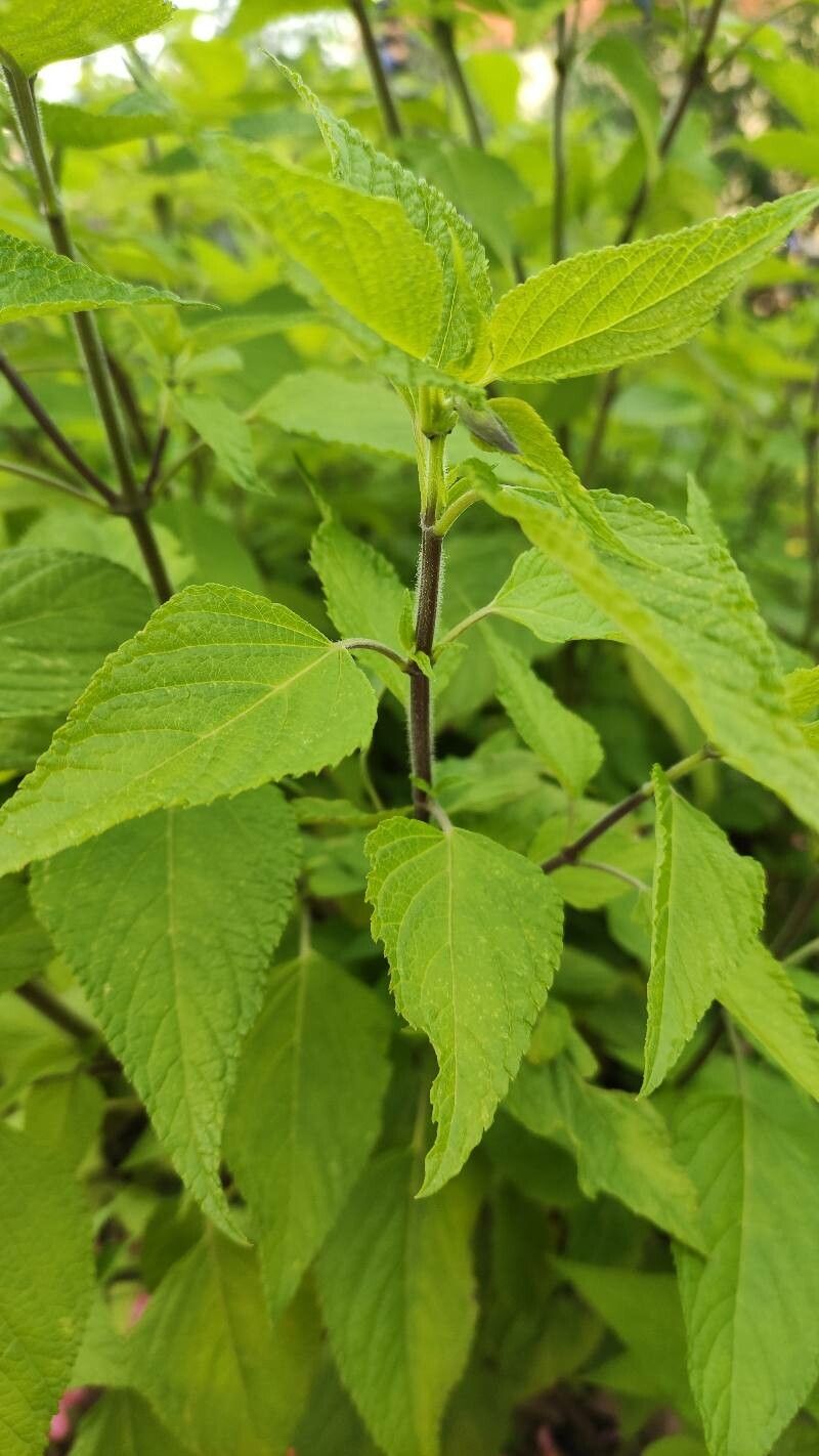 Salvia tiliifolia — search result for 'Salvia'