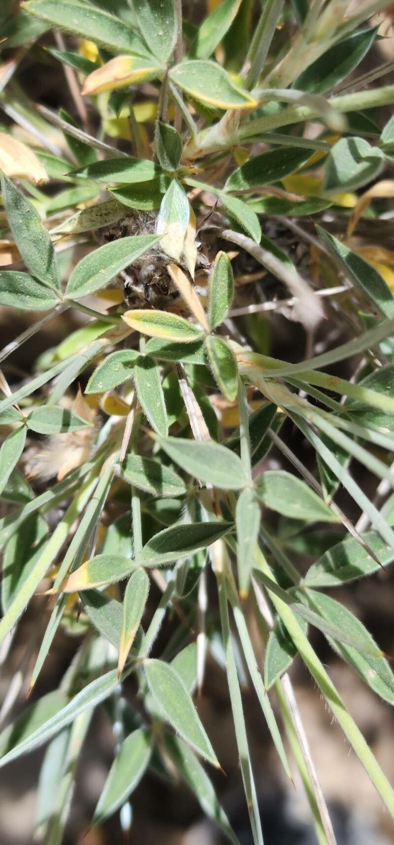 Ebenus stellata — related species from the same genus