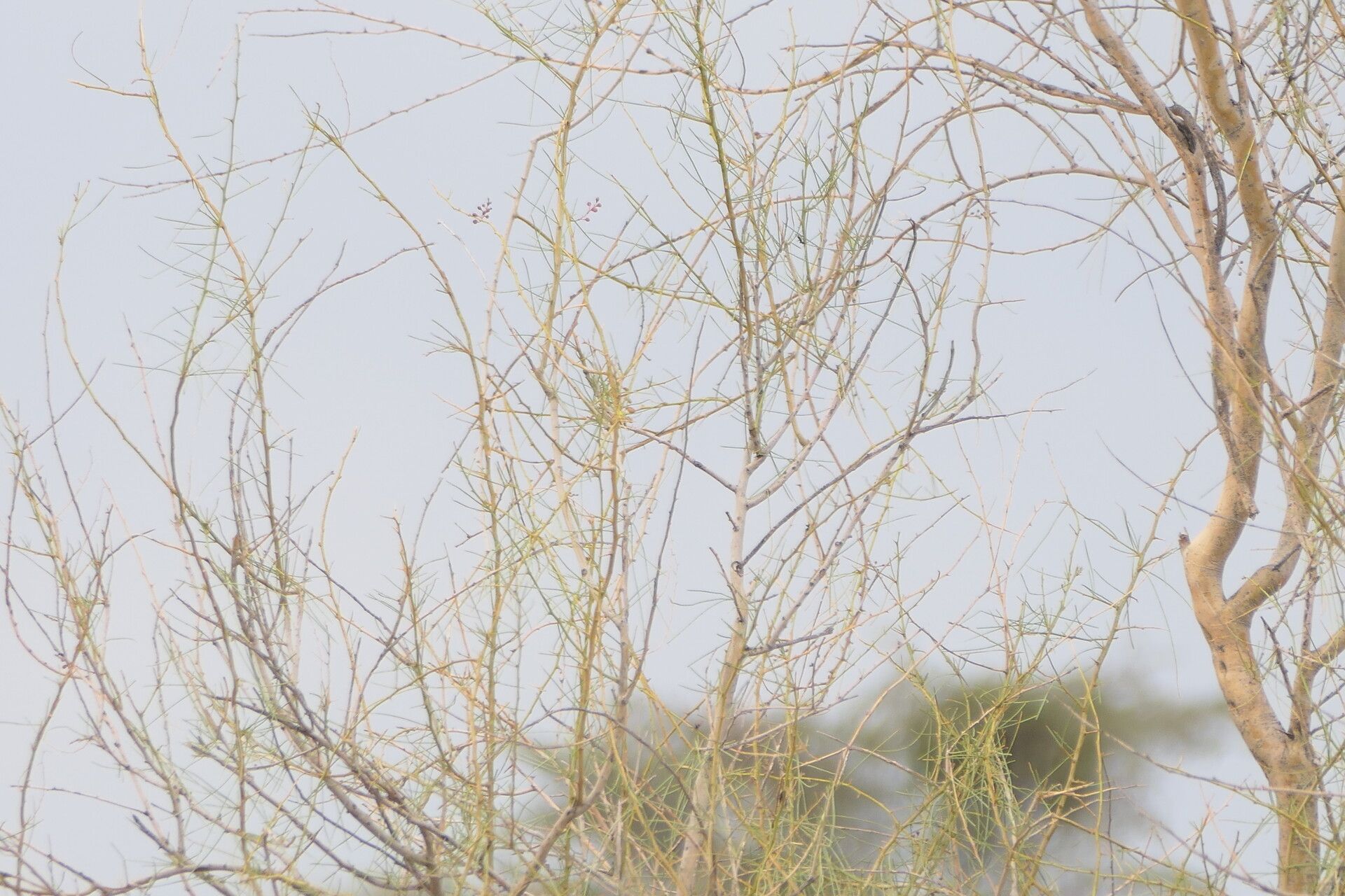 Parkinsonia africana bark
