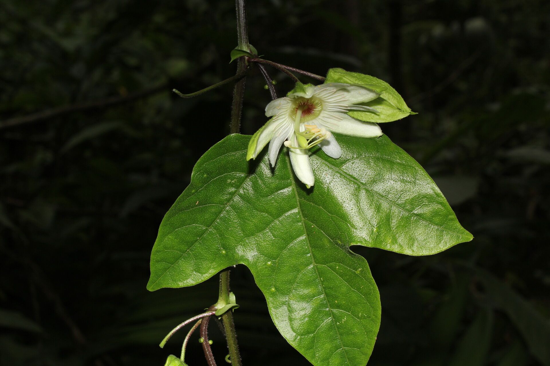 Passiflora lobata flower