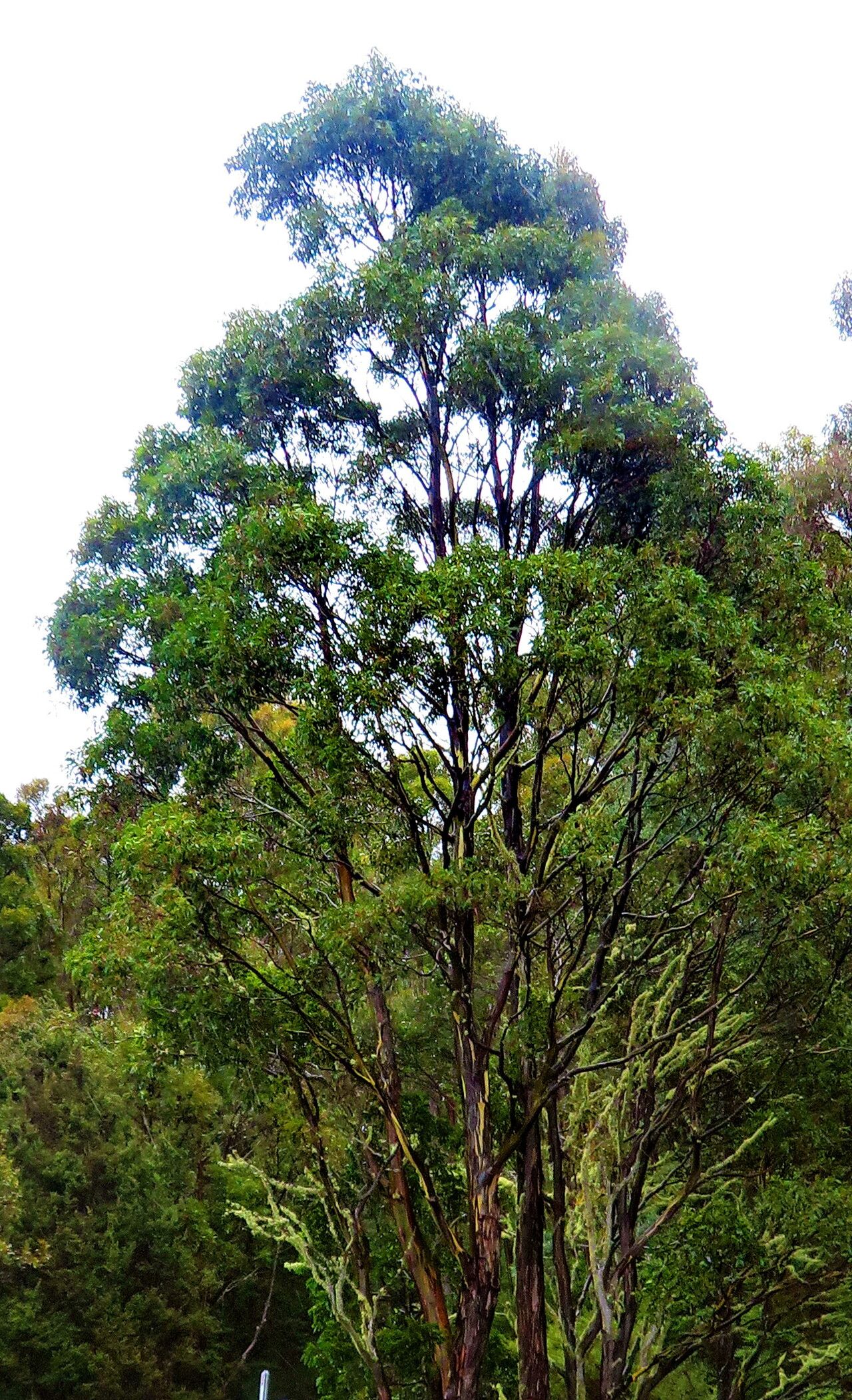 Eucalyptus regnans habit