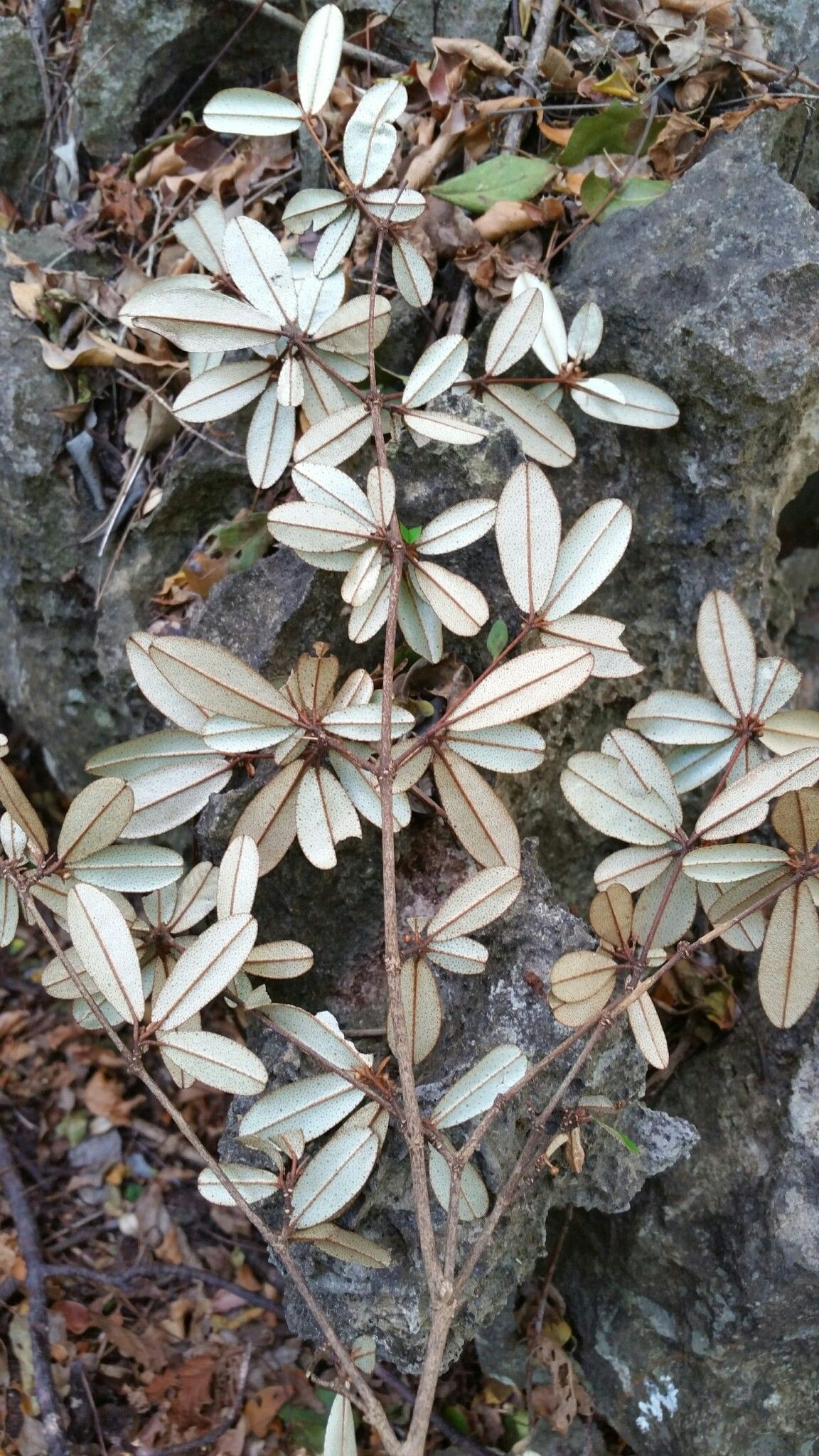 Croton jennyanus leaf