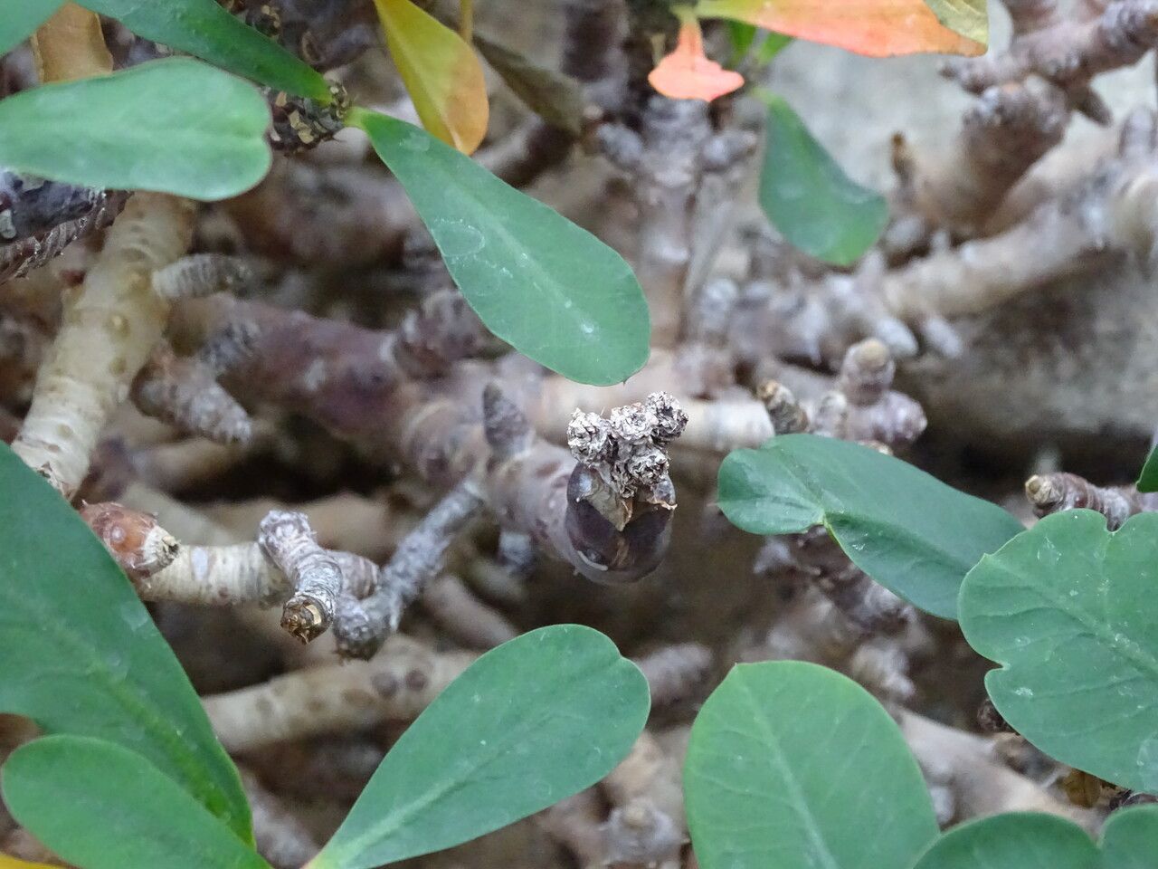 Euphorbia bulbispina bark
