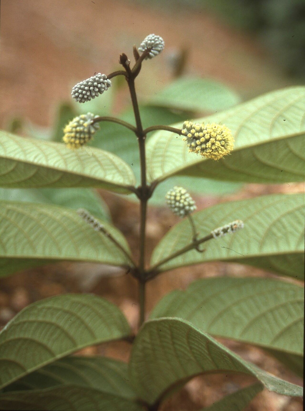 Combretum ndjoleense flower