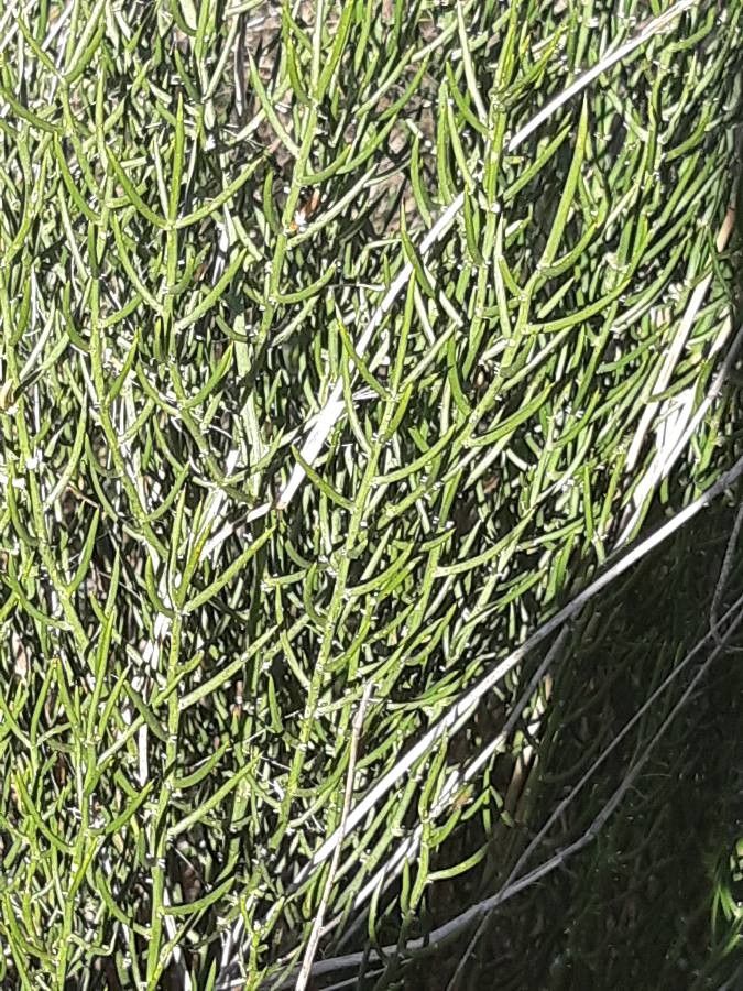 Euphorbia dhofarensis leaf