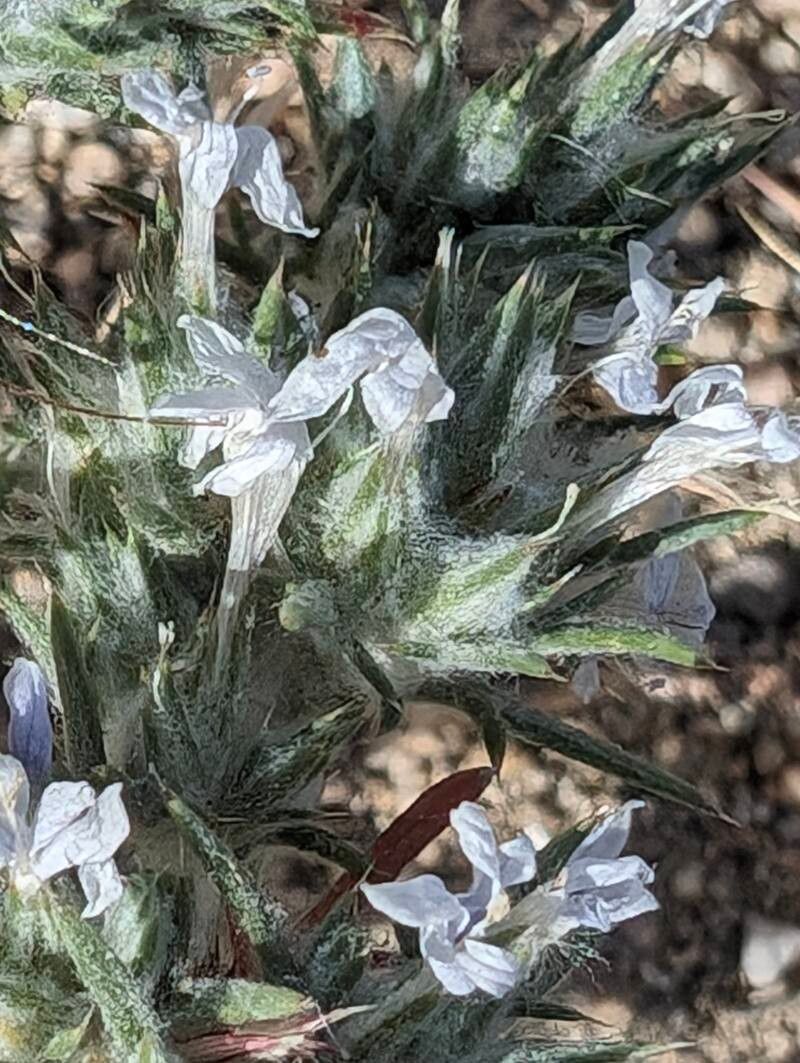 Eriastrum signatum — related species from the same genus