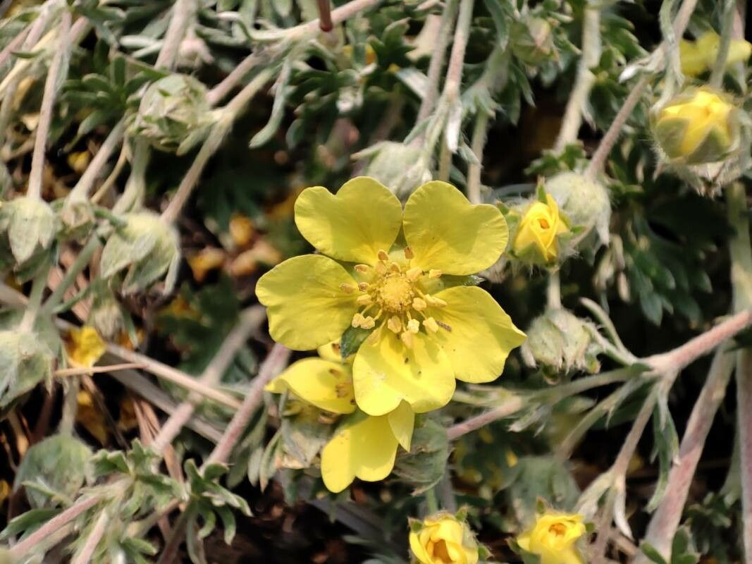 Potentilla calabra — search result for 'Potentilla'