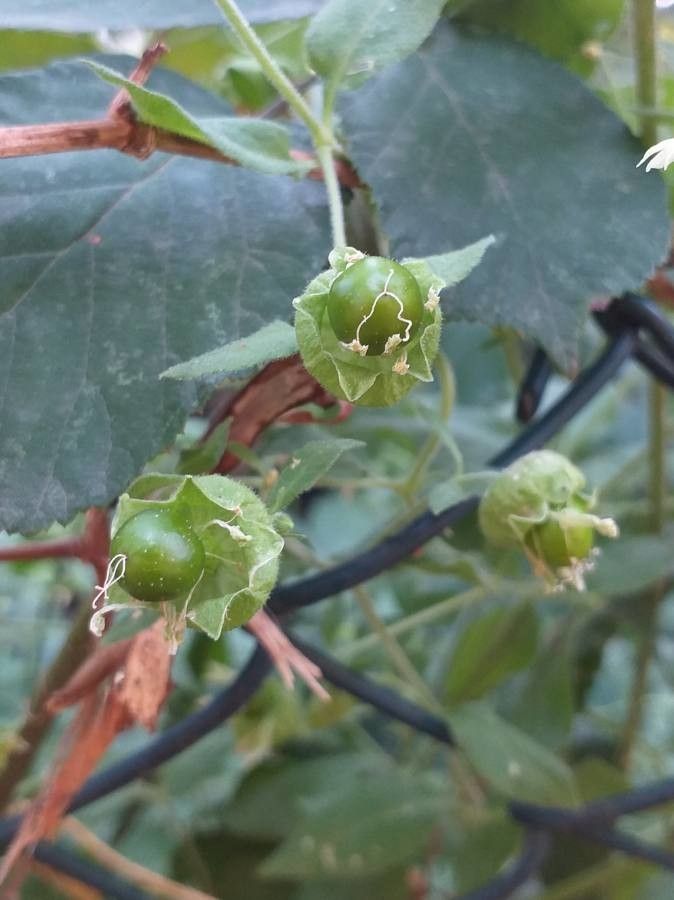 Silene baccifera fruit