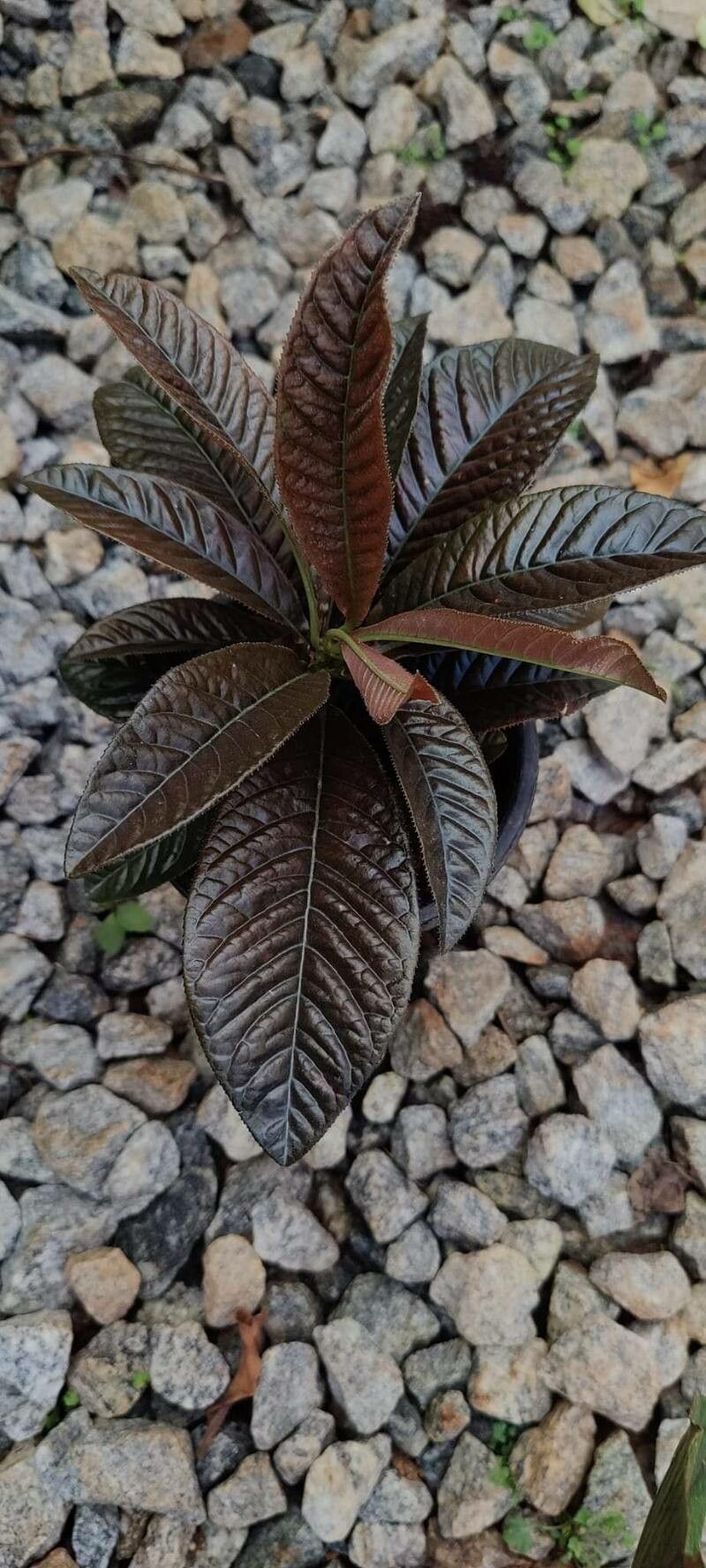 Ardisia affinis