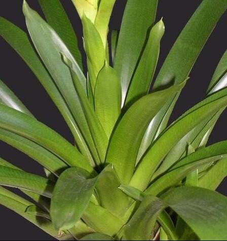 Vriesea reitzii — search result for 'Vriesea'