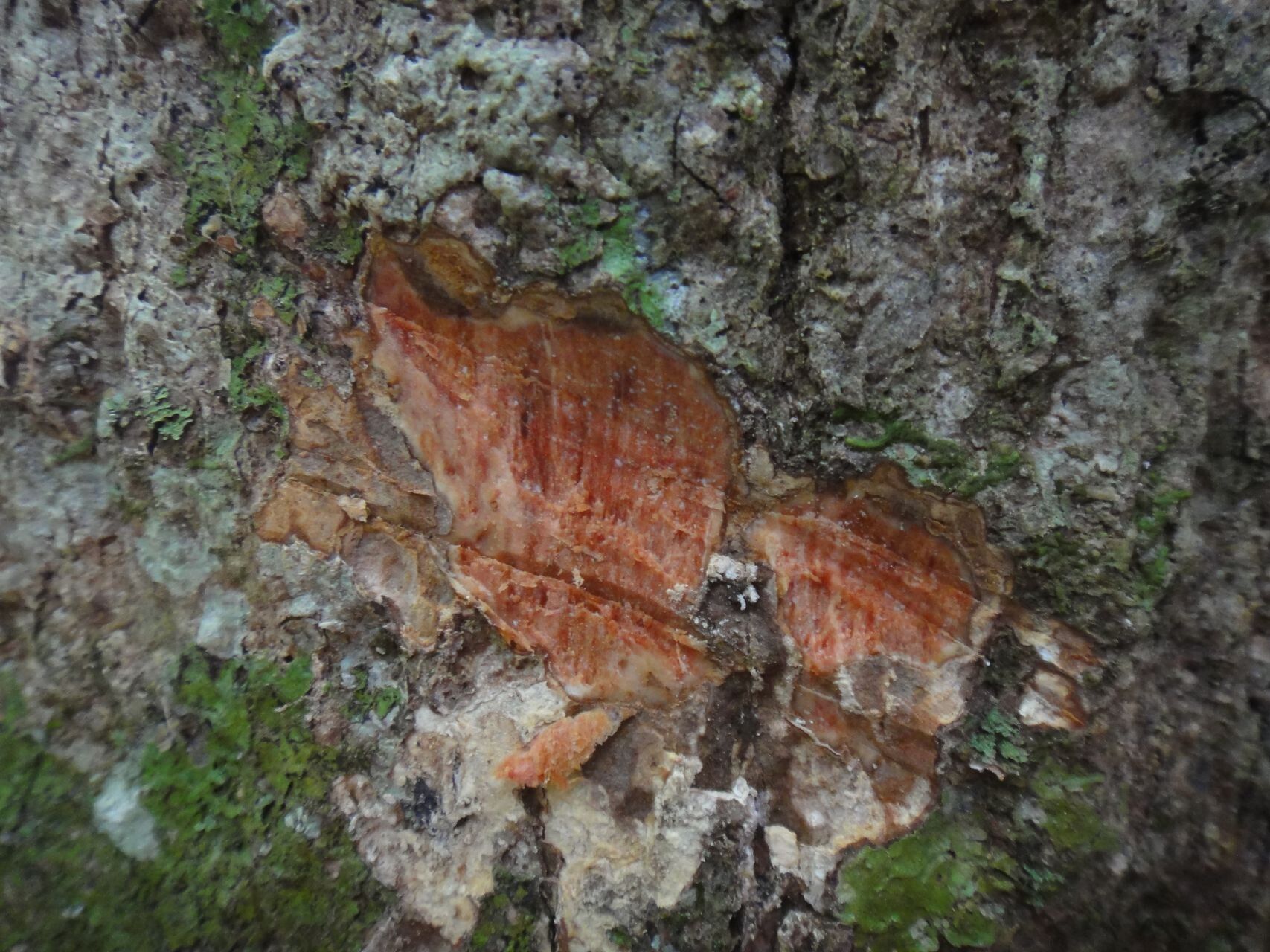 Pycnandra glaberrima bark