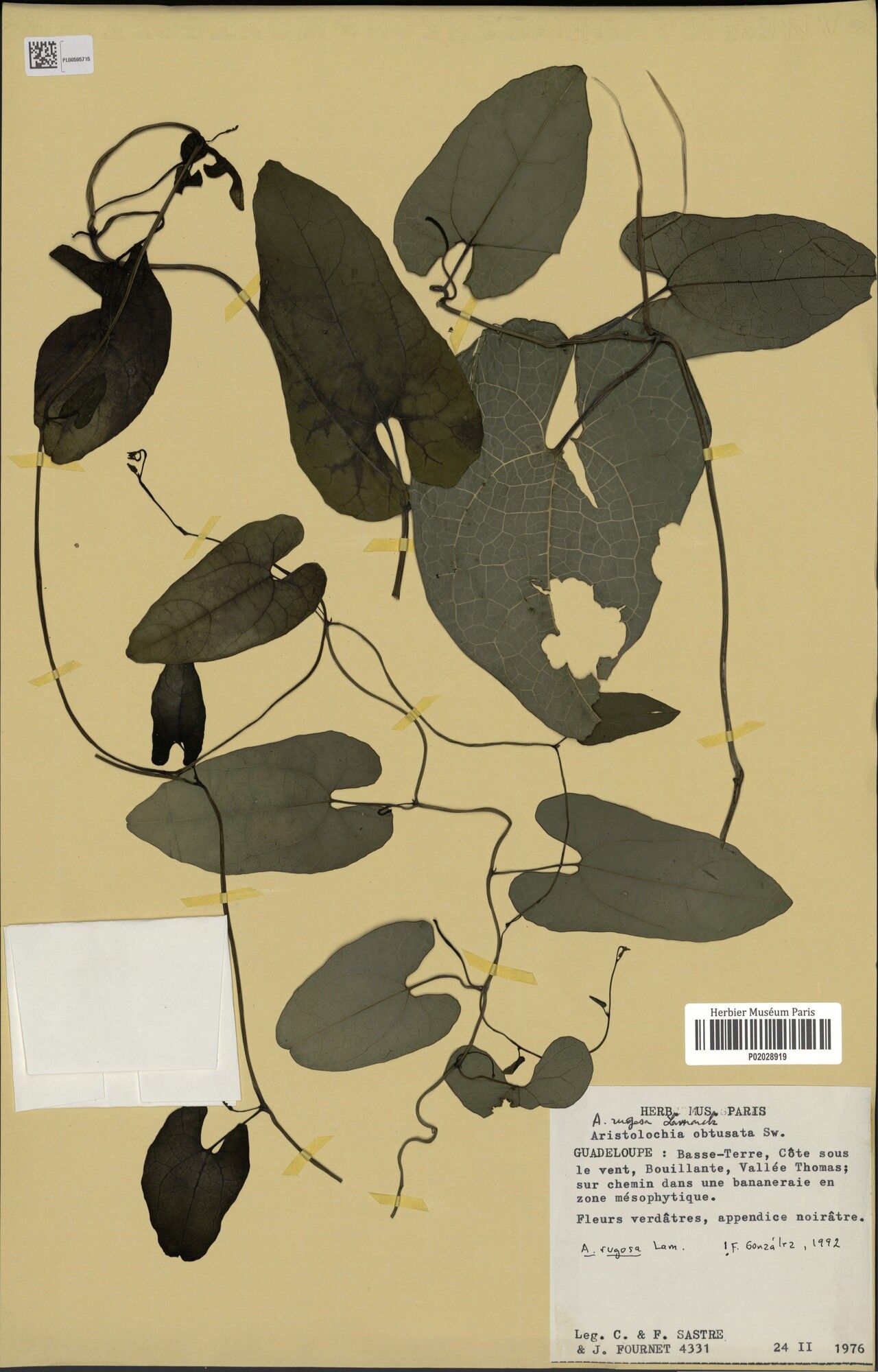 Aristolochia rugosa leaf