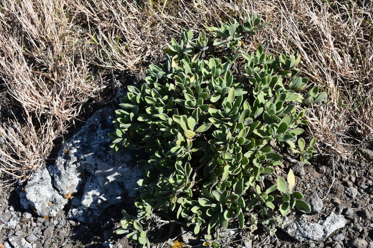 Psiadia lithospermifolia habit
