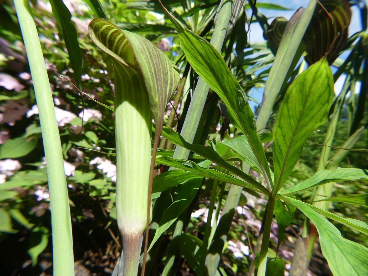 Arisaema ciliatum other