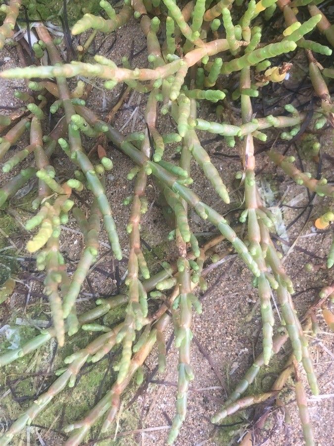 Sarcocornia perennis leaf