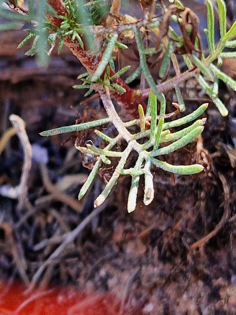 Ipomopsis aggregata — search result for 'Phlox'