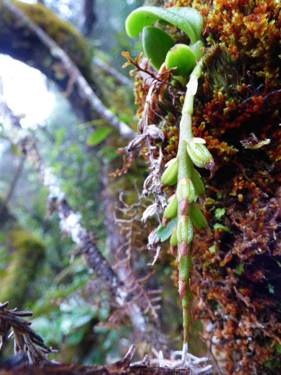 Bulbophyllum sambiranense fruit