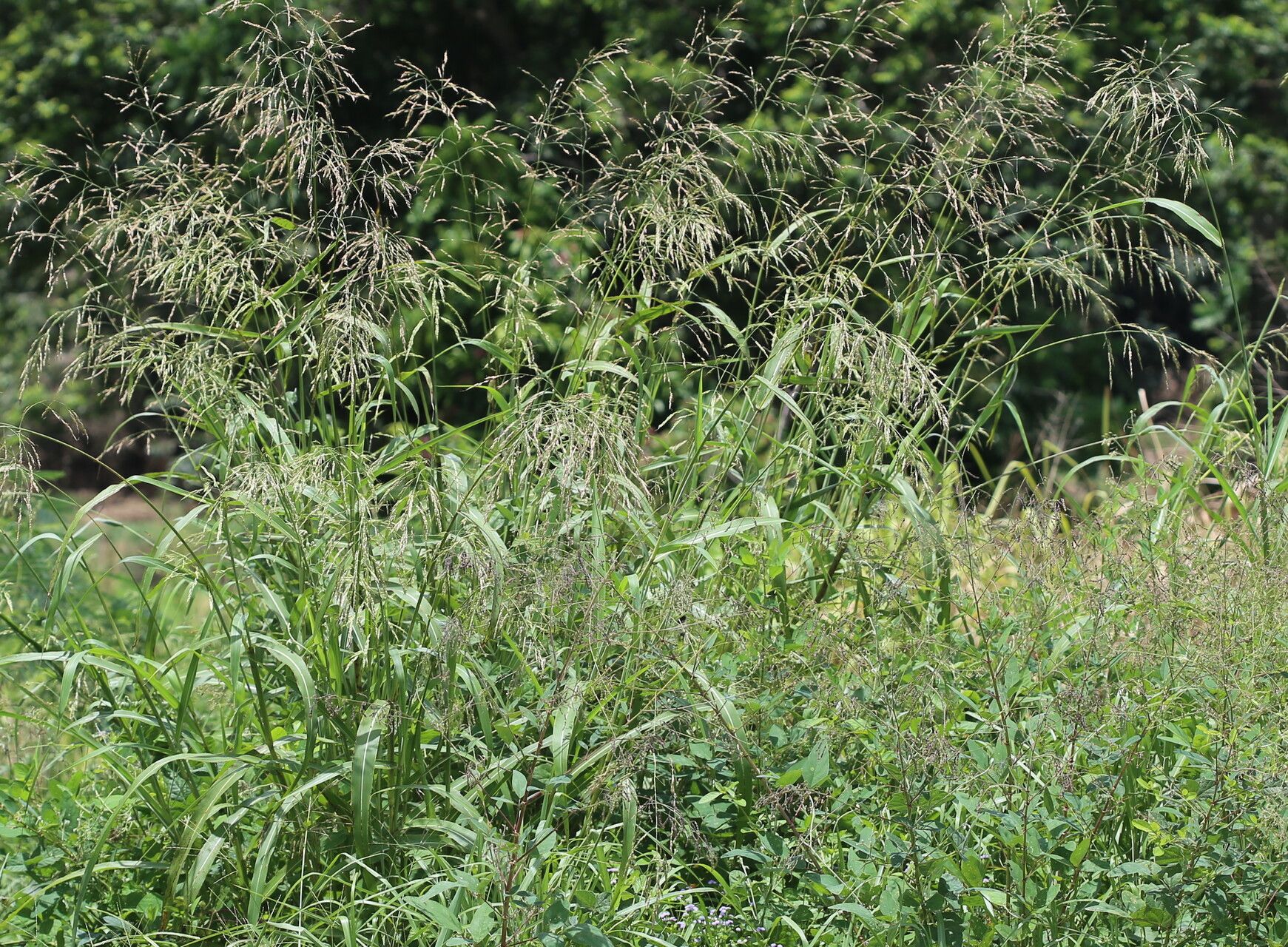 Sorghum verticilliflorum habit