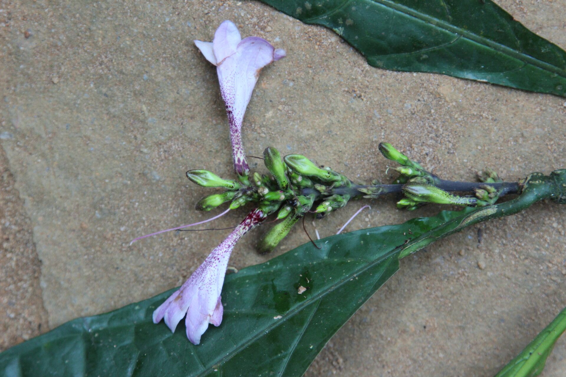 Asystasia macrophylla flower