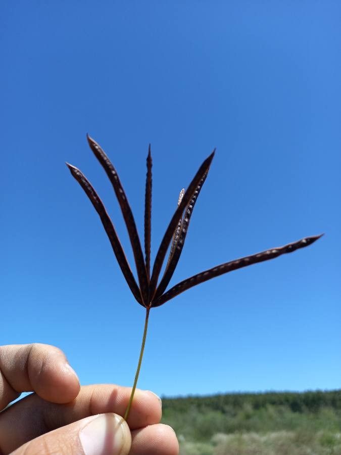 Desmanthus virgatus fruit