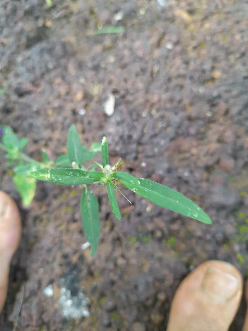 Justicia ladanoides — search result for 'Justicia'