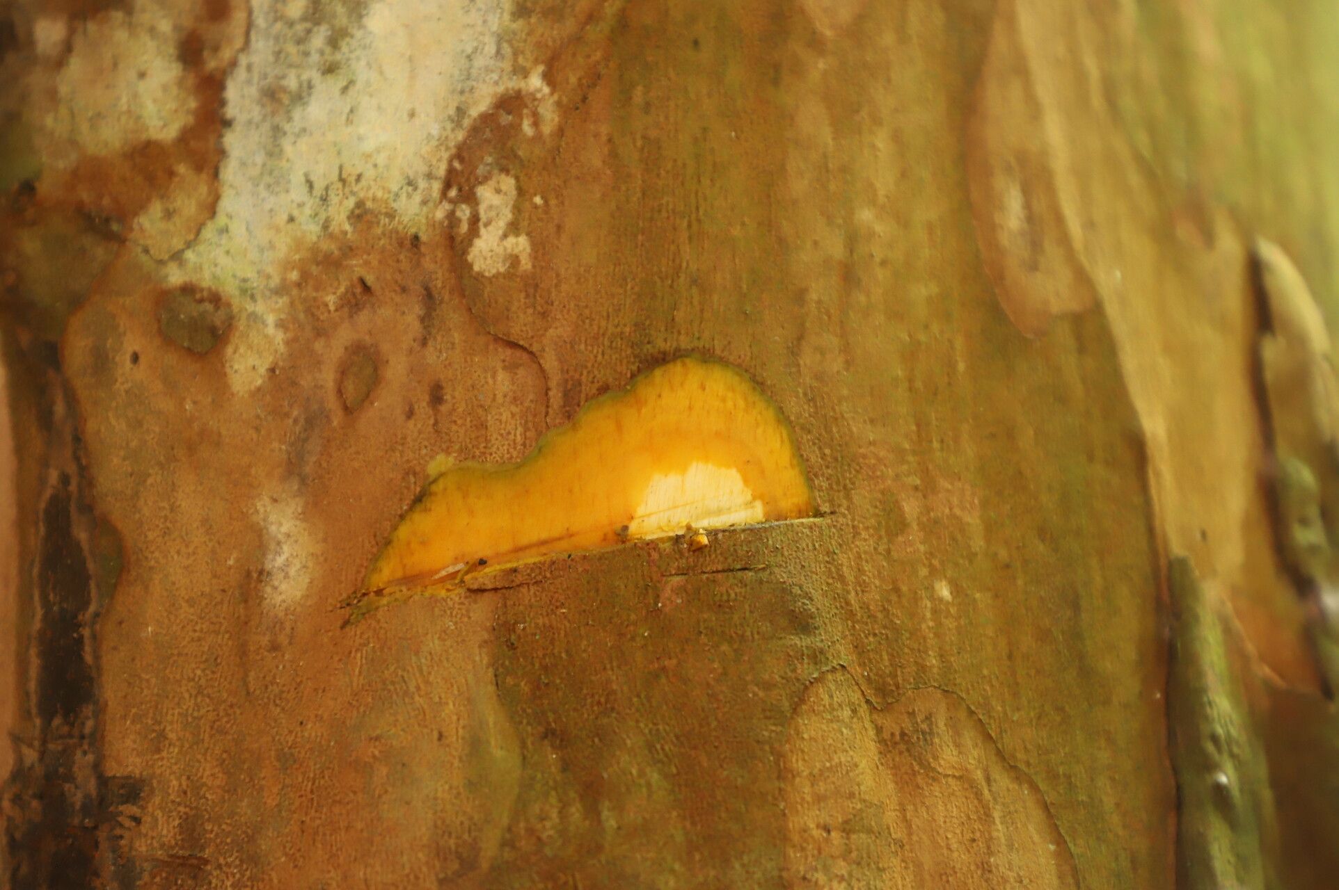 Diospyros whitei bark