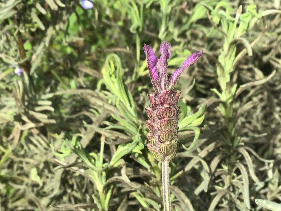 Lavandula pedunculata flower