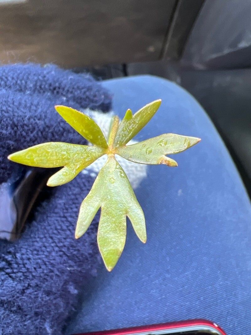 Ranunculus gmelinii — search result for 'Labrador'