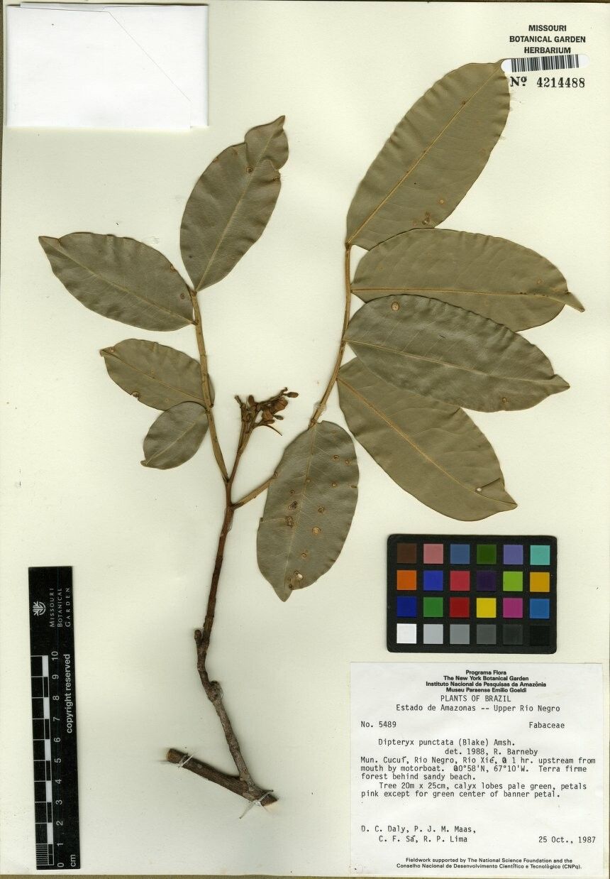 Dipteryx punctata other