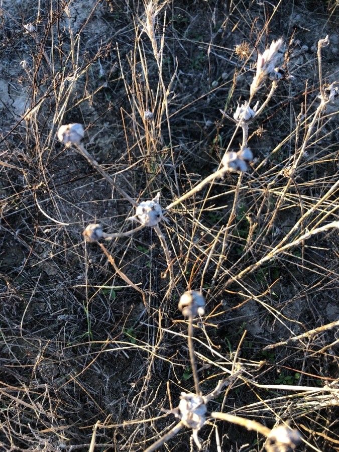 Reichardia picroides fruit