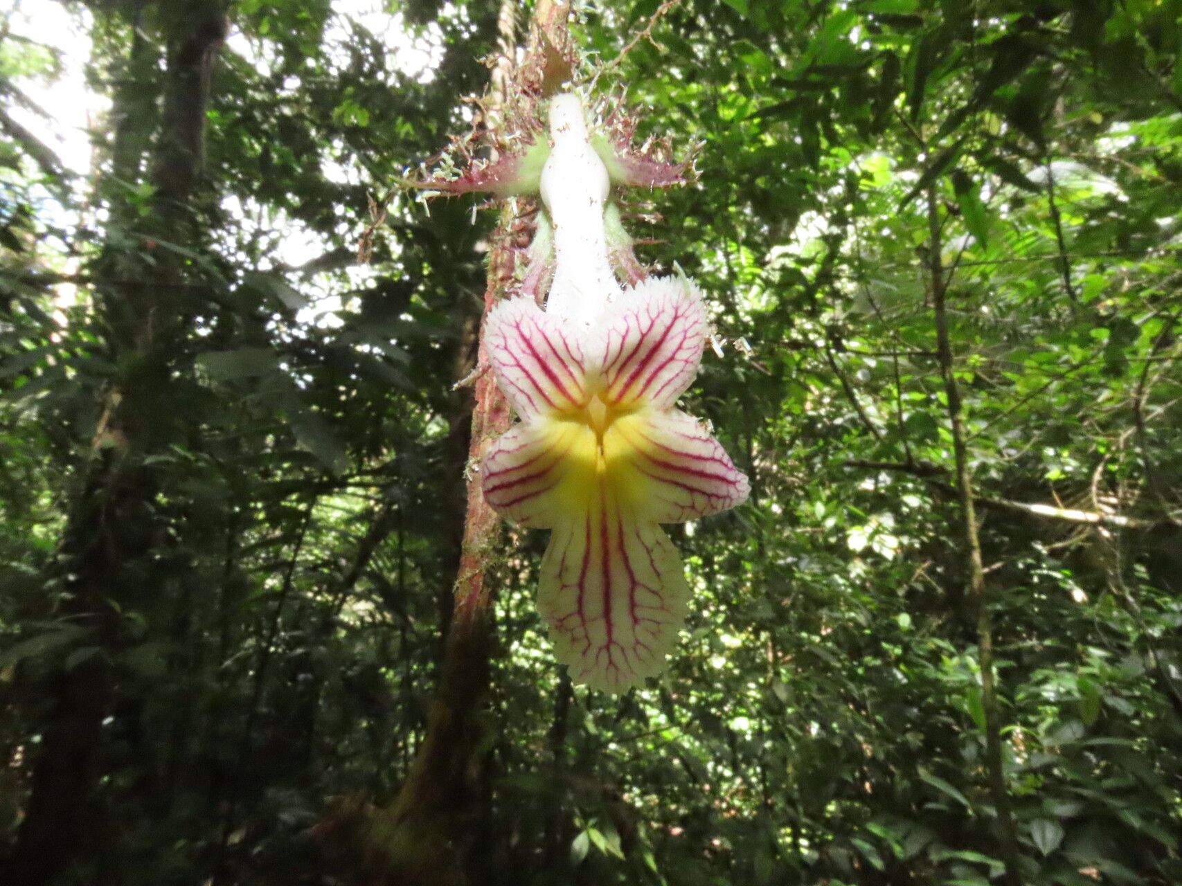Drymonia rubripilosa flower