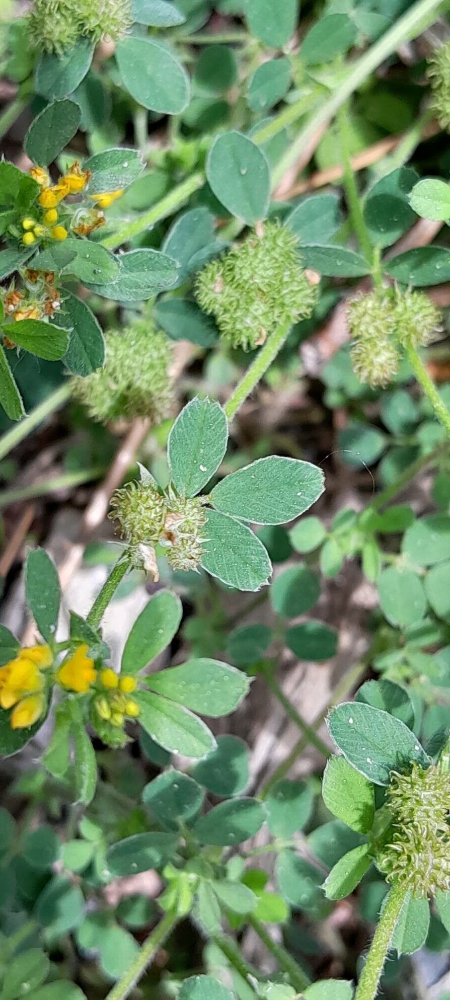 Medicago minima leaf