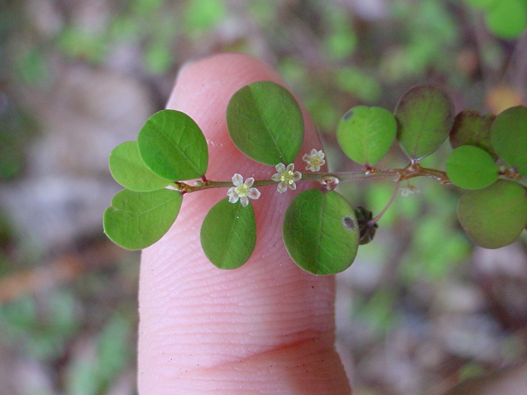 Phyllanthus virgatus — search result for 'Phyllanthus'
