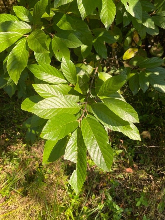 Frangula caroliniana leaf