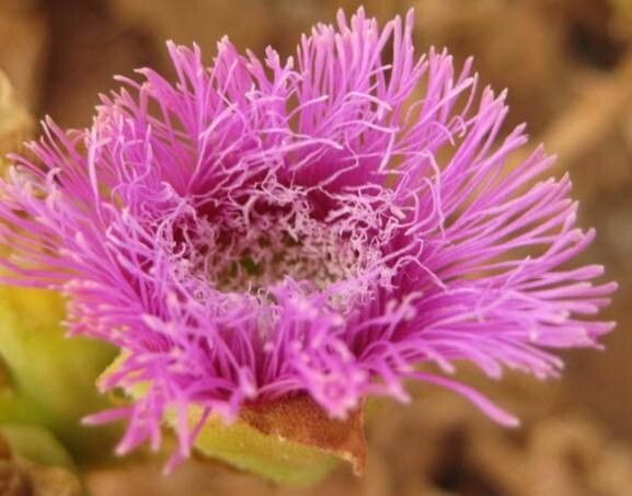 Mesembryanthemum guerichianum — search result for 'Mesembryanthemum'